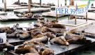 Die lautstarke Horde von Seelöwen auf den Bootsstegen in San Franciscos beliebter Fisherman's Wharf ist zurück. Es ist laut und stinkt zum Himmel, doch die von Seelöwen besetzten Bootsstege am Hafenpier 39 sind die Attraktion für Touristen und Einheimische.  Foto: dpa
