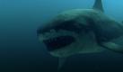 Der Megalodon war der größte Hai aller Zeiten. Er gilt als ausgestorben. Vor 5 Millionen Jahren sollen die letzten Exemplare ihre Runden in den Ozeanen gedreht haben. Vermutlich haben ihn die schnelleren und wendigeren Weißhaie auskonkurriert. Foto: zdf