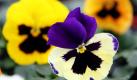 In kräftigen Farben blühen Stiefmütterchen im Gewächshaus eines Gartenbauunternehmens in Barth im Kreis Nordvorpommern. In den Läden werden die Frühlingsboten aber erst Ende Februar stehen. Dann sollen 300.000 Stiefmütterchen und 150.000 Primeln ausgeliefert werden.  Foto: dpa