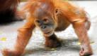 Im Zoo in Dresden läuft der im November 2009 geborene Orang-Utan Dodi im Käfig. Während Tierschützer Zoos kritisch sehen, leisten Tierparks selbst aktiv Artenschutz. Weltweit geben sie pro Jahr rund 280 Millionen Euro für die Bewahrung der Fauna aus. Das Geld stammt auch aus Eintrittsgeldern der Zoobesucher. Foto: dpa