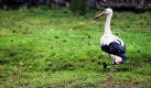 Storch mit Prothese (Foto)