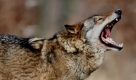 Es gibt wieder Wölfe in Deutschland: 1996 wurde das erste Tier in der Muskauer Heide gesichtet, auf dem ehemaligen Truppenübungsplatz in der Oberlausitz (Sachsen). Inzwischen leben in der Lausitz fünf Wolfsrudel und ein Paar mit insgesamt rund 20 Welpen. Sächsische Schäfer haben zum Schutz ihrer Herden deshalb wieder spezielle Herdenschutzhunde eingeführt.  Foto: ddp