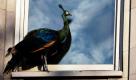 Ein Pfau auf Abwegen. Nachdem er aus dem Zoo des Central Park in New York ausgebüchst war, unternahm der Pfau einen kleinen Ausflug in die Stadt. Dieser endete jedoch auf einem Fenstersims in der Fifth Avenue. Foto: dapd