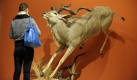 Eine Besucherin steht in der Sonderausstellung Weltmeisterwerke der Präparatoren im Naturkundemuseum in Erfurt vor dem Präparat eines Großen Kudu von Michael Sonntag aus Göttingen. Die Sonderausstellung wird morgen eröffnet. Die Ausstellung, zeigt ausgewählte Präparate, die bei der Weltmeisterschaft der Präparatoren im Februar 2008 in Salzburg erfolgreich waren. Foto: ddp