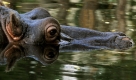 Nilpferd Justina in ihrem Becken im Zoo von Budapest. Foto: ap