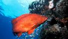 in Juwelen-Zackenbarsch schwimmt an einem Korallenriff der Great Barrier Reefs vor der Küste Australiens vorbei (undatiertes Handout). Ein auf Grund gelaufener Kohlefrachter bedroht das sensible Ökosystem des größten Korallenriffs der Welt. Am Great Barrier Reef vor der australischen Ostküste waren am Montag (05.04.2010) mehrere Rettungsteams und zwei Schlepper im Einsatz, um das 230 Meter lange Schiff zu stabilisieren. Im Wellengang schrammte der Frachter immer wieder über das Riff und drohte auseinanderzubrechen. Aus einem beschädigten Tank liefen bereits mehr als zwei Tonnen Öl ins Meer. Rund 950 Tonnen sind an Bord. Die Meeresschutzbehörde sprühte Chemikalien, um das Öl zu zersetzen. Foto: Great Barrier Reef Marine Park Authority Foto: dpa