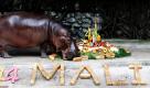 Das weibliche Flusspferd Mali, auch Jasmin genannt, probiert die essbare Überraschung, die ihr der Dusit Zoo in Bangkok zu ihrem veirundvierzigsten Geburtstag bereitet hat.  Foto: ap