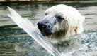 Mit einem Stück Eis spielt Eisbär Jerka im Zoo in Wuppertal. Foto: dpa