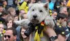 Dortmunder Fans ziehen am Sonntag in Dortmund zur Meisterfeier von Borussia Dortmund über den Borsigplatz und halten einen Hund mit Fanschal in die Höhe. Hunderttausende haben am Sonntag die Meisterschaft des BVB gefeiert. Am Mittag war der Meisterkorso mit der Mannschaft von Borussia Dortmund zur Fahrt durch die Stadt gestartet. Die eigentlich angedachte Route vom Borsigplatz über die gesperrte B 1 bis zu den Westfalenhallen musste teilweise verworfen werden, weil zu viele Fans in der Stadt unterwegs waren.
 Foto: dapd