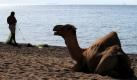 Ägypten: Pyramiden, Pharaonen, Wüste, arabischer Frühling und natürlich Kamele. Die Nutztiere gehören im nordafrikanischen Land zum Alltagsbild. In Taba auf der Halbinsel Sinai beobachtet das Kamel in aller Ruhe einen Fischer bei der Arbeit.  Foto: dapd