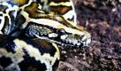 Ein Tigerpython erkundet im Tierheim Meißen-Winkwitz sein neues Umfeld. Die Schlange wurde in der vergangenen Woche in der achten Etage eines Wohnhauses in Riesa in einem Karton gefunden. Die erst einen Meter lange, noch junge Riesenschlange wurde von Bewohnern gefunden. Der von den Behörden beschlagnahmte Python wurde in die Exoten-Auffangstation des Tierschutzzentrums Meißen gebracht. Foto: dpa