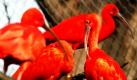Ein Gruppe Scharlachibisse hockt im Weltvogelpark im niedersächsischen Walsrode auf ihrem Nest.  Foto: ap