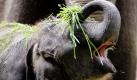 Das zwei Monate alte Elefantenbaby Ko Raya versuchte am 15.05.2009 im Zoologischen Garten in Berlin vergeblich frisches Gras zu fressen. Ko Raya wurde von der 22-jährigen asiatischen Elefantenkuh Pang Pha zur Welt gebracht.
 Foto: ddp