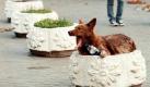 Dieser Blumenkübel erfüllt für einen streunenden Hund seinen Zweck und dient ihm als Ruhebett für ein Nachmittagsnickerchen. Auch die Münsteraner wissen die Pflanzenbehältnisse zu schätzen und machten aus der Zerstörung eines Exemplars vor einem Altenheim eine traurige Geschichte in der Online-Ausgabe der Münsterschen Zeitung. Foto: dpa
