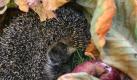 Igel gehören in die Natur und nicht ins Haus - aber auch draußen können Gartenbesitzer es den Tieren schön machen. (Bild: Karl-Josef Hildenbrand/dpa) Foto: dpa