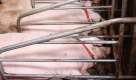 Die Schweine haben kaum Platz, um sich zu bewegen. Foto: dpa