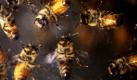 Die Unterseiten von Honigbienen sind im Expo-Center in Harrisburg, Pennsylvania, zu sehen. Foto: ap