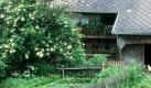 Wunderschön - doch pollenbildende Bäume oder Büsche, hier ein Holunder, sind für Asthmatiker kein geeigneter Gartenschmuck. Foto: dpa