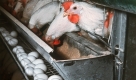 Auch in den Legebatterien wird darauf geachtet, möglichst viel pro Quadratzentimeter zu produzieren.  Foto: dpa