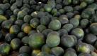 Optimale Erfrischung bei tropischen Temperaturen: Ein kleiner Junge in einem Wassermelonenstand im indischen Mumbai. Das Kürbisgewächs ist ein sehr guter Durstlöscher. Foto: Divyakant Solanki  Foto: dpa