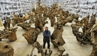 Der chinesische Kuenstler Ai Weiwei posiert am Freitag (09.10.09) im Haus der Kunst in Muenchen (Bayern) anlaesslich der Vorbesichtigung seiner Ausstellung 'So Sorry' zwischen 100 Baumteilen seines Werkes 'Rooted Upon' (2009) und steht dabei auch auf seinem Werk 'Soft Ground' (2009), einem gut 35 mal 10 Meter grossem Wollteppich, der exakt den unter ihm verborgenen Fliesen nachempfunden ist und extra fuer die Ausstellung gefertigt wurde. Die Ausstellung 'So Sorry' von Ai Weiwei wird am Sonntag (11.10.09) offiziell eroeffnet und kann von Montag (12.10.09) bis zum 17. Januar 2010 im Haus der Kunst besichtigt werden. Foto: Joerg Koch/ ddp Foto: ddp