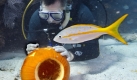 Ein Taucher schnitzt einen Kürbis unter Wasser - der jährliche Wettbewerb findet in Florida immer pünktlich vor Halloween statt. Was die Fische wohl dazu sagen? Foto: ap