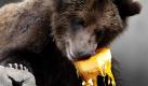 Im Metropark Zoo in Cleveland verspeist ein Grizzlybär einen Kürbis. Die leckere Extra-Mahlzeit gibt es allerdings nur einmal im Jahr, am sogenannten Thanksgiving Day (24.11.11). Besucher erhalten an diesem Tag freien Eintritt in den Zoo. Foto: dapd