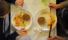 Kinder und Jugendliche sitzen am Montag (30.11.2009) bei einem Essen in der 'KinderVesperkirche', der Jugendkirche, in Mannheim. In die 'KinderVesperkirche' kamen die ersten Schulklassen im Mannheimer Stadtteil Waldhof. Bis zum 13. Dezember wird sie Anlaufstelle für 120 bis 150 Schulkinder pro Tag sein. Die Evangelische Kirche hat alle Grund-, Haupt- und Förderschulen in Mannheim eingeladen. Nach dem Essen können die Kinder auch Spiel- und Bastelangebote nutzen. Mit dem bundesweit einzigartigen Angebot will die Kirche vor allem bedürftige und arme Kinder erreichen. Foto: Ronald Wittek dpa/lsw +++(c) dpa - Bildfunk+++
 Foto: dpa