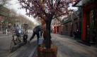 Zeit zum gießen: Ein Mann wässert Blumenkübel am Silvestertag in Peking. Foto: ap