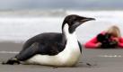 Eine Seltenheit ist derzeit am Peka Peka Beach in Neuseeland zu beobachten: Dort hält sich ein verirrter Kaiserpinguin auf, der normalerweise in der Antarktis lebt und fast nie in die Nähe von Menschen kommt. Das letzte Tier dieser Art wurde in Neuseeland vor mehr als 44 Jahren gesichtet. Foto: dapd