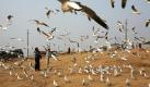 Ein Mann füttert sibirische Möwen am Ufer des Flusses Ganges in Allahabad, Indien. Die Möwen reisen mehrere tausend Kilometer aus Sibiren, im März fliegen sie wieder nordwärts. Foto: ap