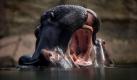 Rund 40 Millionen Euro hat der Zoo Köln ausgegeben. Neben einem Elefantenhaus entstand dort ein Hippodrom. Etwa für Flusspferde, die im Wasser miteinander spielen können. Eintrittspreis: Eine Familie mit zwei Kindern zwischen vier und zwölf Jahren zahlt 45 Euro. Foto: dpa
