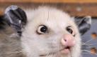 Das schielende Opossum Heidi ist tot. Foto: dpa