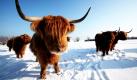 Highland-Rinder stehen auf einer mit Schnee bedeckten Weide im Landkreis Plön. Der Winter macht den robusten Tieren zu schaffen: Die Tiere können die Eisdecke nicht mit ihren Hufen aufbrechen und finden daher seit Wochen kein Futter. Foto: dpa