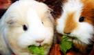 Softie-Männer und Macho-Frauen gibt es nicht nur unter Menschen. Auch bei Meerschweinchen sind diese Rollenwechsel zu beobachten. Warum das so ist, erforschen jetzt Wissenschaftler der Universität Münster. Foto: dpa