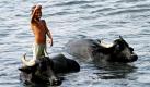 Der kleine Ali schwimmt mit zwei Rindern im Fluss Tigris in Bagdad. Die Tiere müssen täglich ins Wasser, um sie vor der andauernden Hitze zu schützen.  Foto: ap