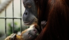 Orang-Utan Weibchen Daisy hält im Zoo in Dresden ihr Baby in den Armen. Das männliche Jungtier wurde vergangenen Dienstag im Zoo Dresden geboren. Damit hat nach über sechseinhalb Jahren Pause das Orang-Utan-Weibchen Daisy ihr zweites Jungtier im Zoo Dresden geboren. Nachdem das Orang-Utan-Haus nach der Geburt für einige Tage geschlossen blieb, ist es seit heute Nachmittag wieder für Besucher geöffnet.
 Foto: ddp