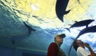 In this photo taken Sept. 2, 2009, mammal specialist Richard O'Barry, left, and his son Lincoln watch dolphins at an aquarium during his tour to Taiji, Japan. The Japanese town chronicled in the award-winning film 'The Cove' for its annual dolphin hunt that turns coastal waters red with blood has suspended killing the animals _ at least for this week's catch _ following an international outcry. Ric O'Barry, 69, the star of 'The Cove' and dolphin trainer for the 1960s 'Flipper' TV series, welcomed the news Thursday, Sept. 10, 2009, saying it was a sign that overseas pressure had worked and expressing hope that the town would now institute a 'no-slaughter policy.' (AP Photo/Junji Kurokawa) Foto: ap
