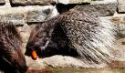 Stachelschwein Leon frisst im Tierpark in Chemnitz eine Möhre und tippt damit auf einen Sieg von Australien bei der Begegnung Deutschland-Australien bei der Fussball-Weltmeisterschaft in Südafrika am Sonntag. In dem Tierpark sollen Tiere die Spielergebnisse der deutschen Fußball-Nationalmannschaft bei der WM in Südafrika orakeln. Den Tieren werden zwei gleiche Futtermöglichkeiten angeboten, die den jeweiligen Ländern zugeordnet sind. Je nachdem, welches vom Tier bevorzugt wird, soll es dann in Südafrika den entsprechenden Sieger geben. Foto: ddp