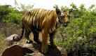 Ein einjähriger Tiger im Zoo der indischen Stadt Hyperabad. Die geschätzte Angabe, dass noch etwa 1400 wilde Tiger in den Wäldern Indiens leben, wurde nun nach unten korrigiert. Weniger als 1000 Exemplare leben in Freiheit. Foto: ap
