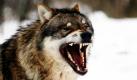 Ein Wolf zeigt im Tierpark Weilburg den Besuchern seine Zähne. 20 Tierarten vom Auerochsen bis zum Wolf gibt es in dem Wildpark  zu sehen.  Foto: dpa