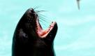 Ein Seebär schnappt im Zoo Hannover bei einer Fütterung nach einem Fisch. Die Robben sind die Neuzugänge für die Kanadalandschaft Yukon Bay.  Foto: dpa