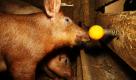 Spaß auf dem Biohof in Ellershausen: Ein Schwein stößt mit der Nase an einen Wühlkegel, der von der Universität Kassel für Demonstrationszwecke dort installiert wurde. Die Tiere, die hier auf dem Biobauernhof ihr grunzendes Dasein fristen, nehmen das Ding allerdings kaum zur Kenntnis. Foto: dapd