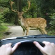 Verkehrsunfall mit Hirsch und Hase (Foto)