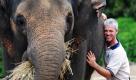 Der Elefantenhändler Steve Blanchard horcht an dem Bauch des indischen Elefanten Dakoon im Zoo in Melbourne. Die Elefantenkuh wird demnächst Nachwuchs bekommen.  Foto: dpa