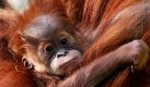 Das drei Monate alte Orang-Utan-Baby Jolie sitzt im Tierpark Hellabrunn in München im Arm seiner Mutter Matra. Jolie wurde am 15. Juli 2009 geboren und heute erstmals der Öffentlichkeit gezeigt. Foto: dpa