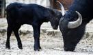 Wasserbüffelkalb Othello versuchte sich im Gehege der Büffeltiere im Zoologischen Garten in Berlin im Kräftemessen mit seiner Mutter Ombra. Die nahm es gelassen. Der Kleine wollte doch nur spielen. Foto: ddp