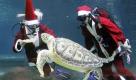 Taucher füttern als Weihnachtsmänner verkleidet eine Schildkröte im Coex Aquarium in Seoul. Weihnachten ist eines der größte Feste in Südkorea. Foto: ap