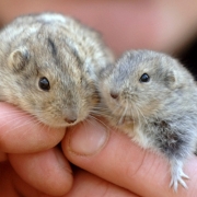 Tierische Selbstmörder vom Aussterben bedroht (Foto)