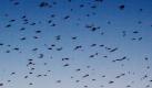 Ein Schwarm von Stechmücken fliegt in der Abenddämmerung. In diesen Tagen startet die Mückenbekämpfung am Chiemsee. Mit einem Hubschrauber wurde das biologische Mückenbekämpfungsmittel BTI rund um den Chiemsee verteilt, damit eine Mückenplage in diesem Jahr ausbleibt. Der Abwasser- und Umweltverband Chiemsee hatte sich dafür entschieden, jetzt mit der Bekämpfung zu beginnen, weil durch die warmen Witterung der vergangenen Tage optimales Klima für Stechmückenlarven herrscht. Foto: dpa